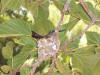 Mama Hummingbird